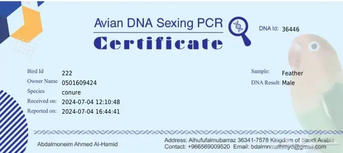 زوج كنيور جولي شيك 6