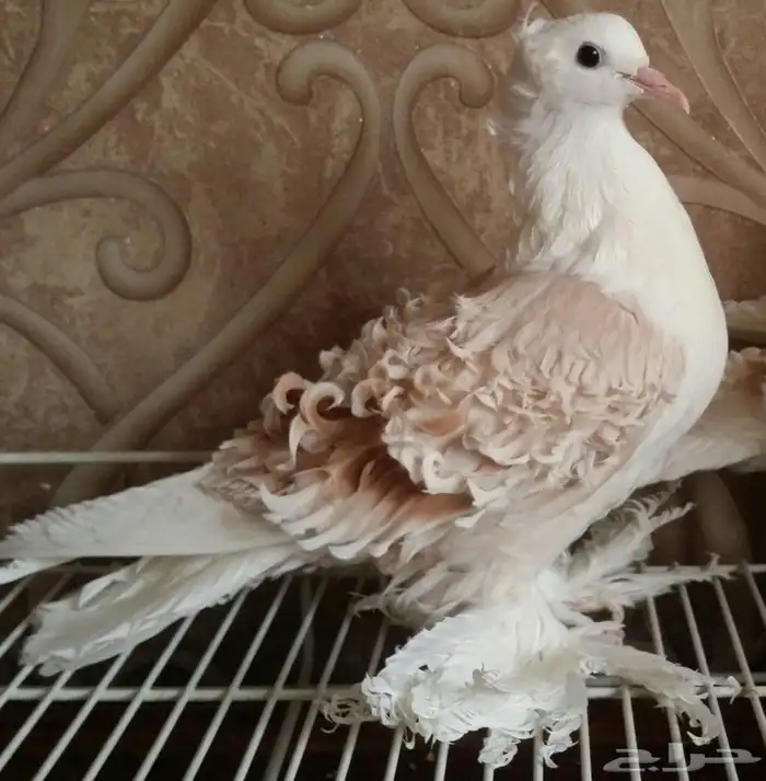 مفتل مكتف 11