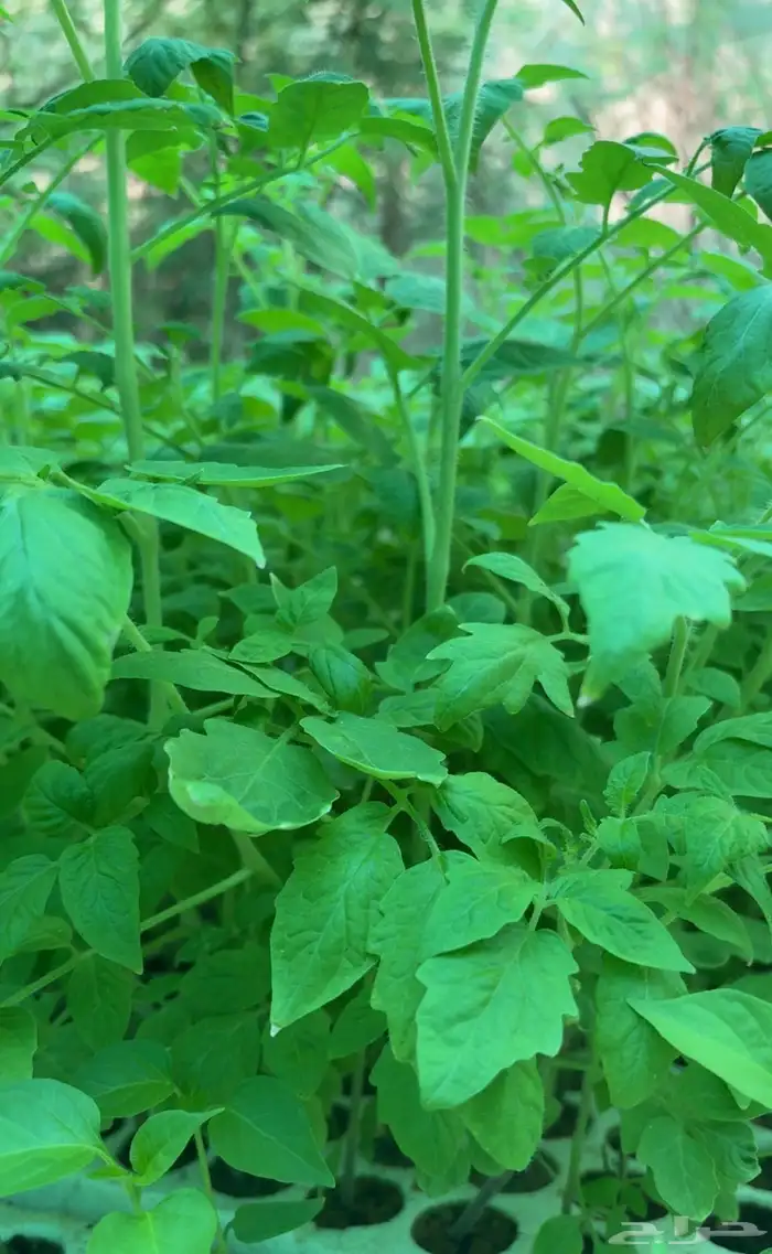 شتلات طماطم 1