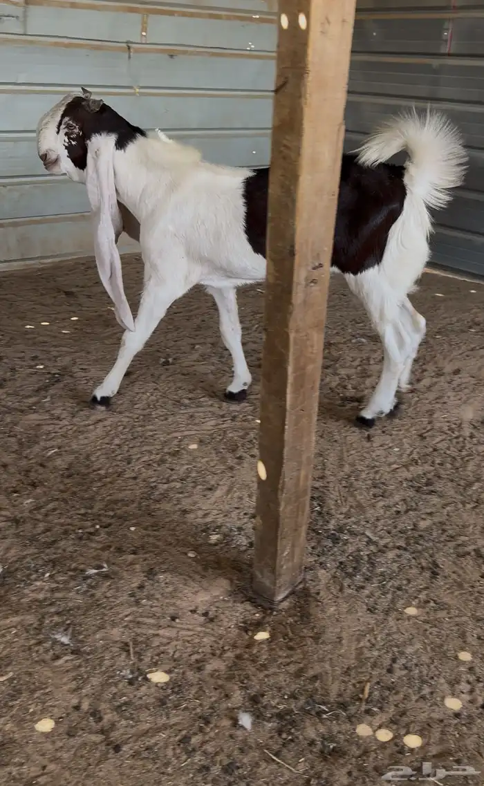 للبيع مشروع فحل 2