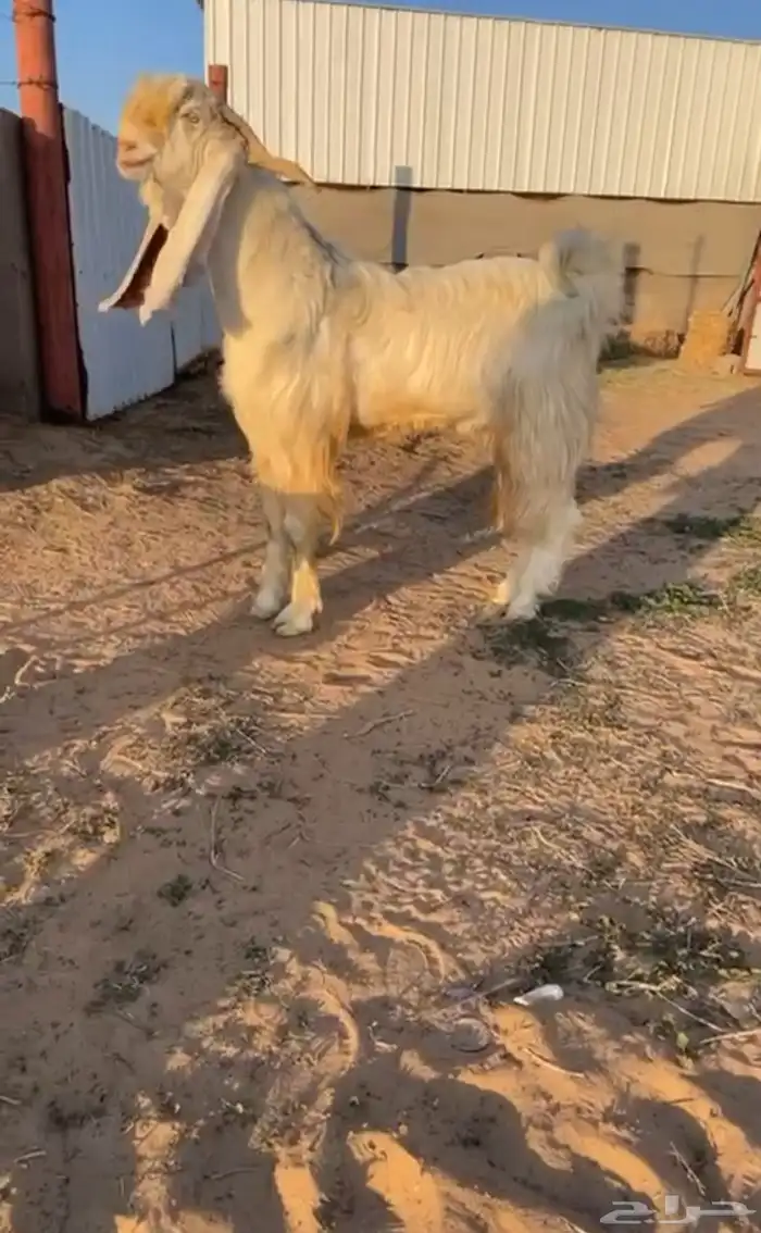 معزاء مطورات صنف وطيبات 2