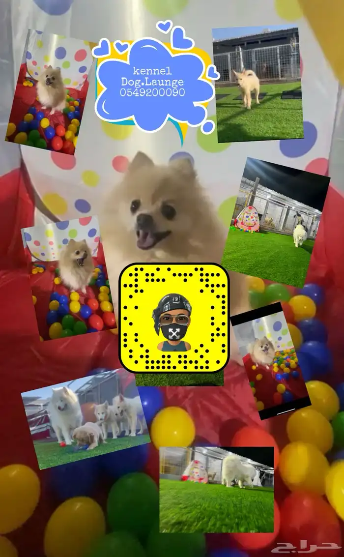 فندقة كلاب شمال جده 1