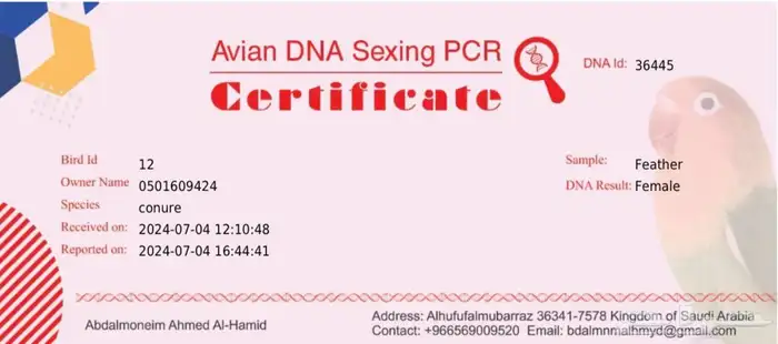 زوج كنيور جولي شيك 5