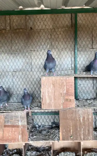 قطايف حمام قلابي قطيفي 0