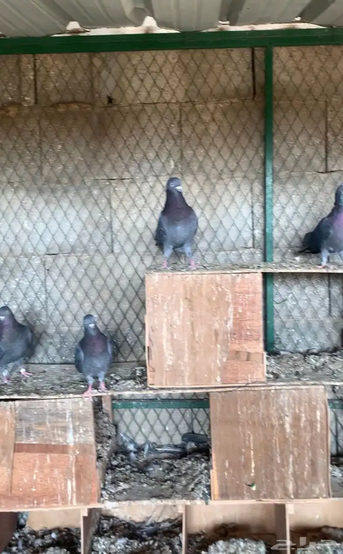 قطايف حمام قلابي قطيفي 0