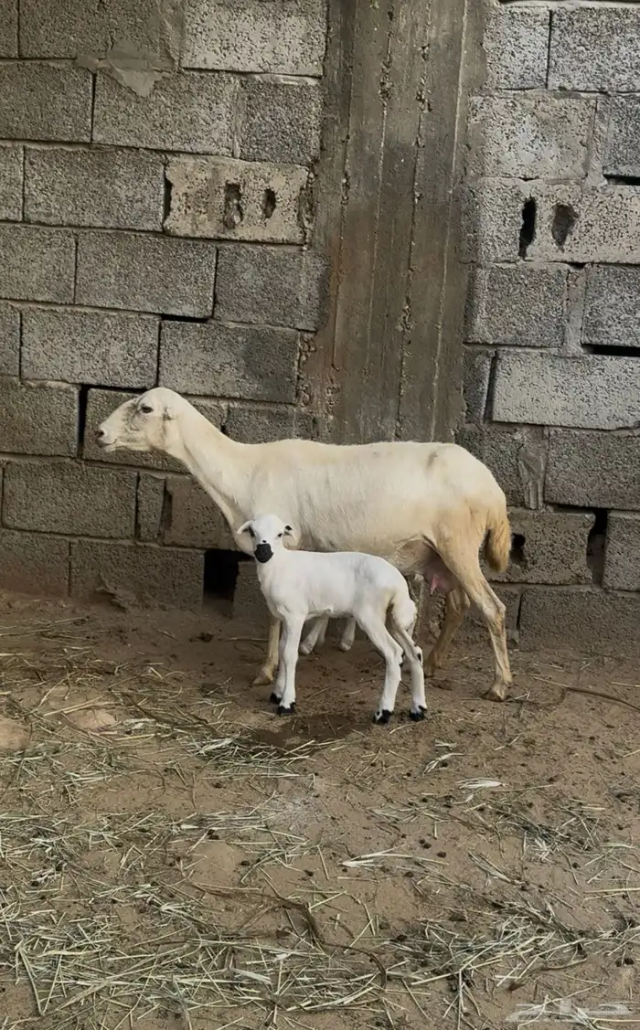 نعجة منتوج بتوأم 1