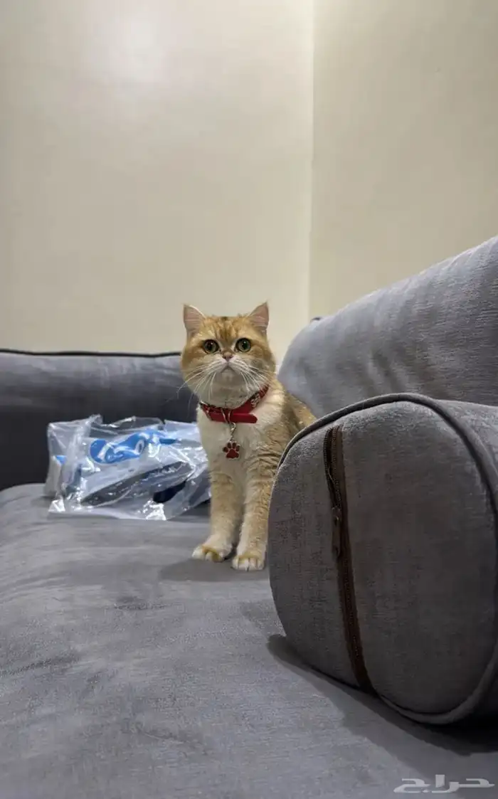 ذكر للبيع بريتش شورت هير 1