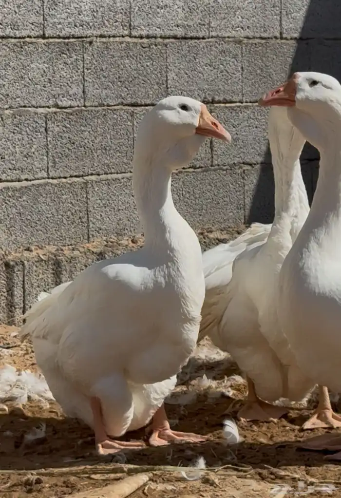 وز روسي جوز فاخر 1