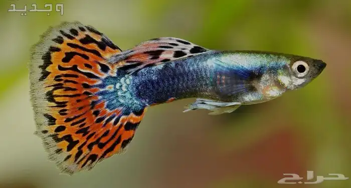 مجموعه سمك ذكور تايقر 3