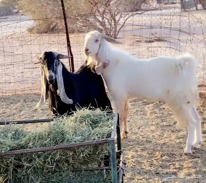 جنوب الطايف 2