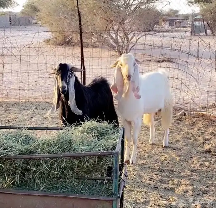 جنوب الطايف 1