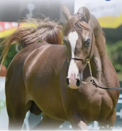 مهر واهو شيخخ index