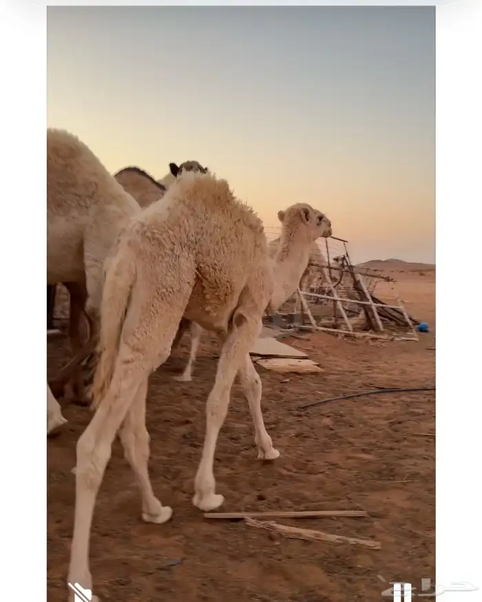 حوار العمر 6شهىر 0