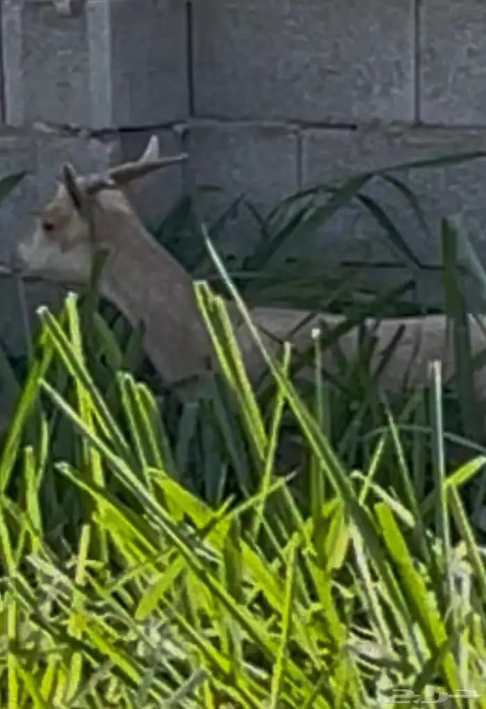 عنز جنوبيه دافع 2