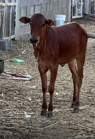 حسيلة لبانيه فل شحم index