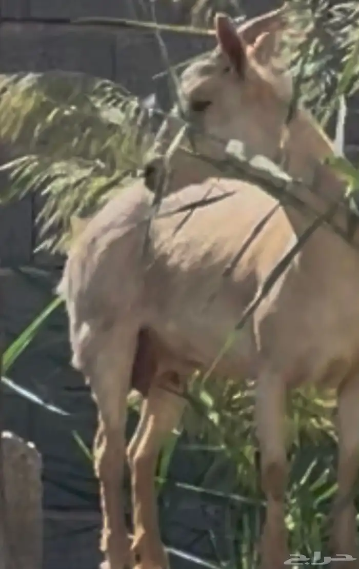 عنز جنوبيه دافع 3