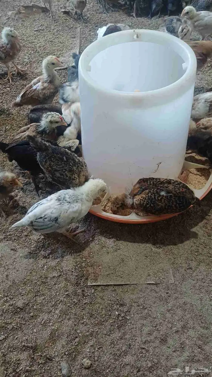 صوص دجاج بلدي 4