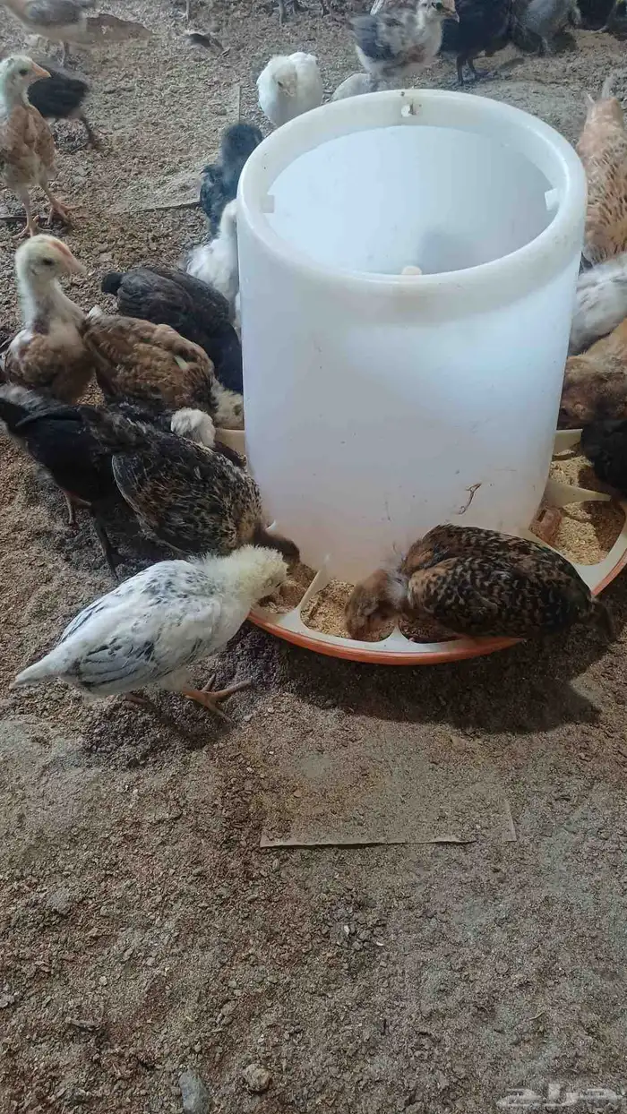 صوص دجاج بلدي 3