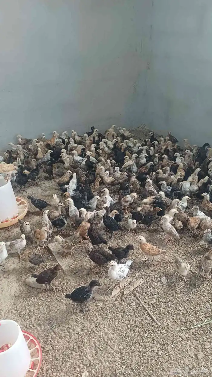 صوص دجاج بلدي 1