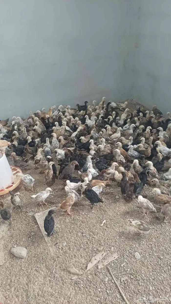 صوص دجاج بلدي 0