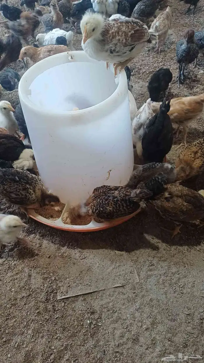 صوص دجاج بلدي 2