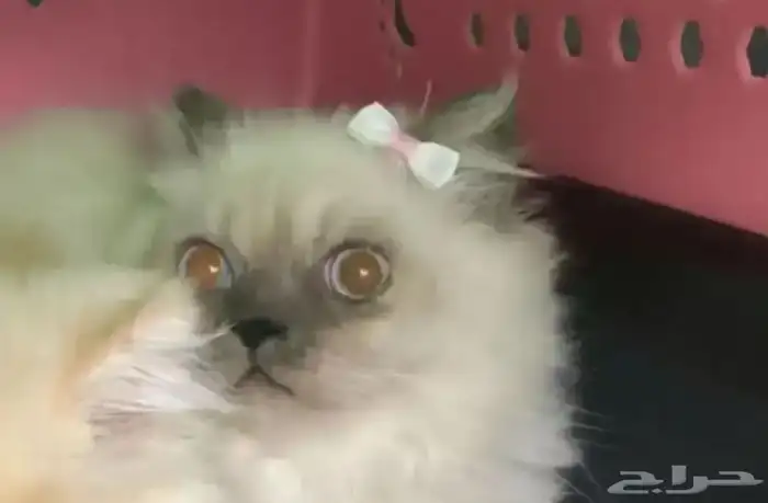 قطط للبيع 0