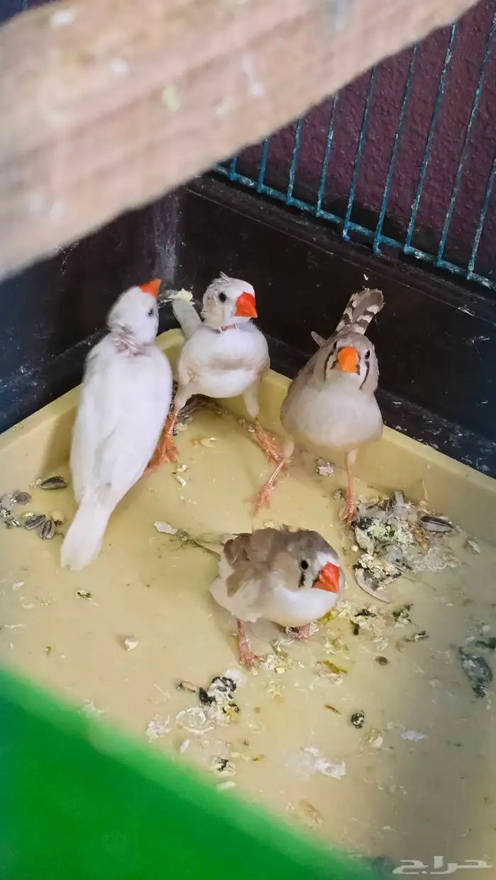 جوزين زيبرا للبيع ( تم البيع ) 1