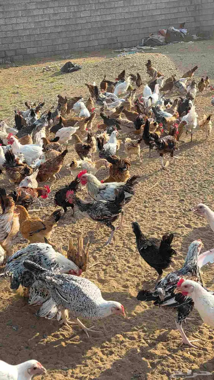 دجاج وديوك للبيع 1