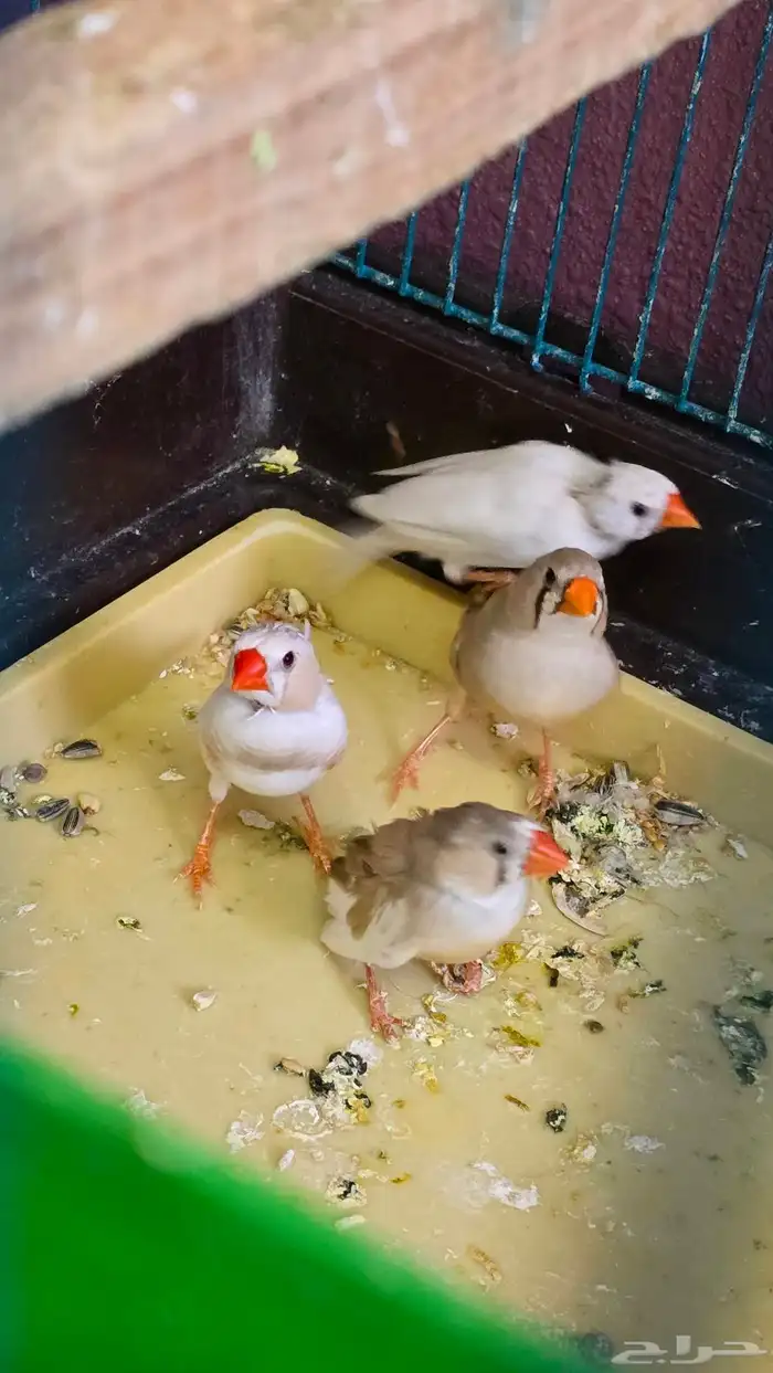 جوزين زيبرا للبيع ( تم البيع ) 0