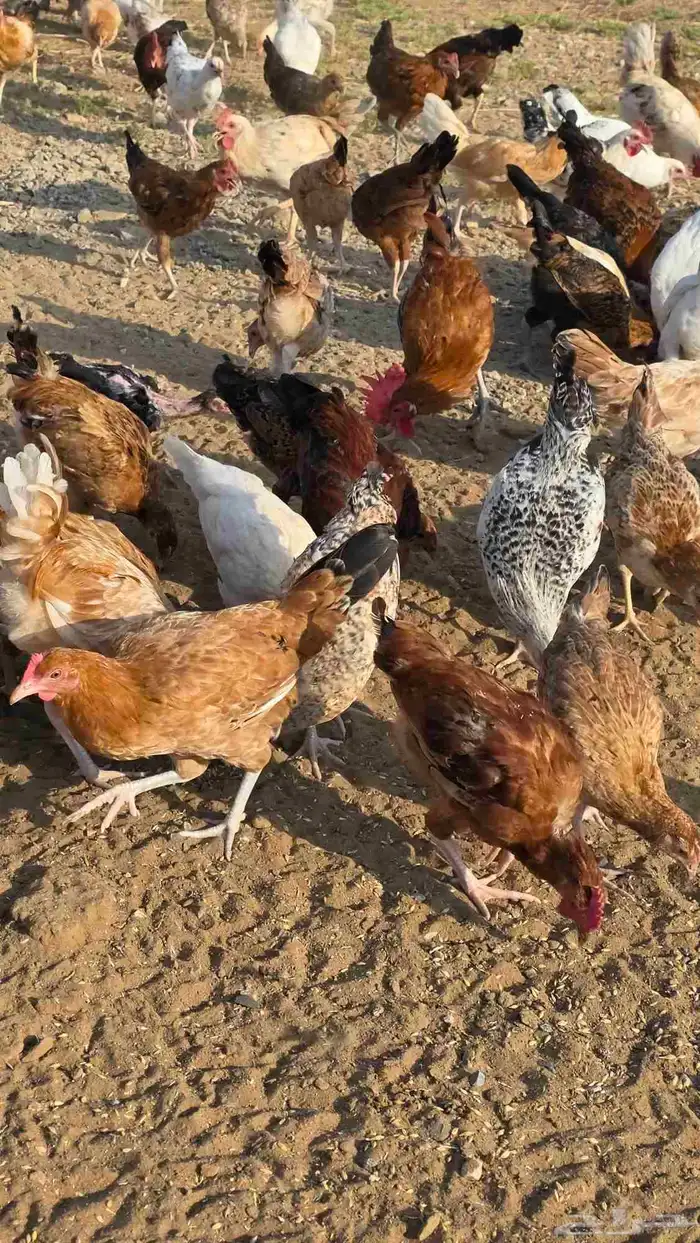 دجاج وديوك للبيع 3