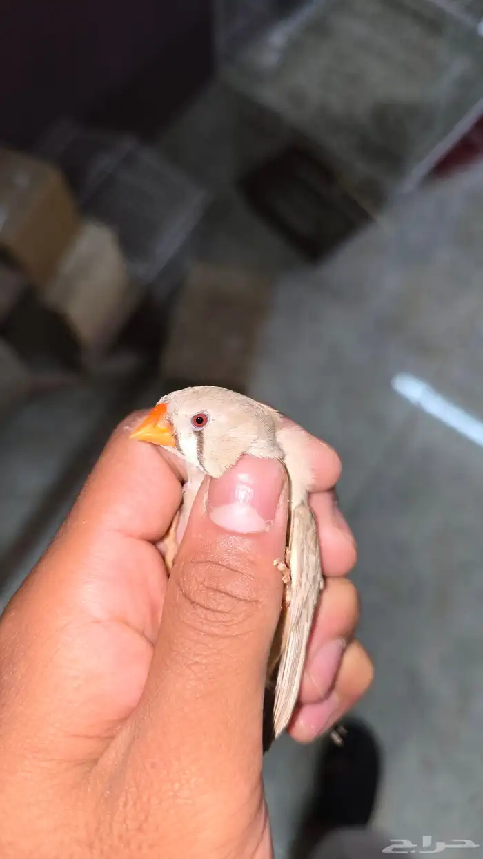 جوزين زيبرا للبيع ( تم البيع ) 2