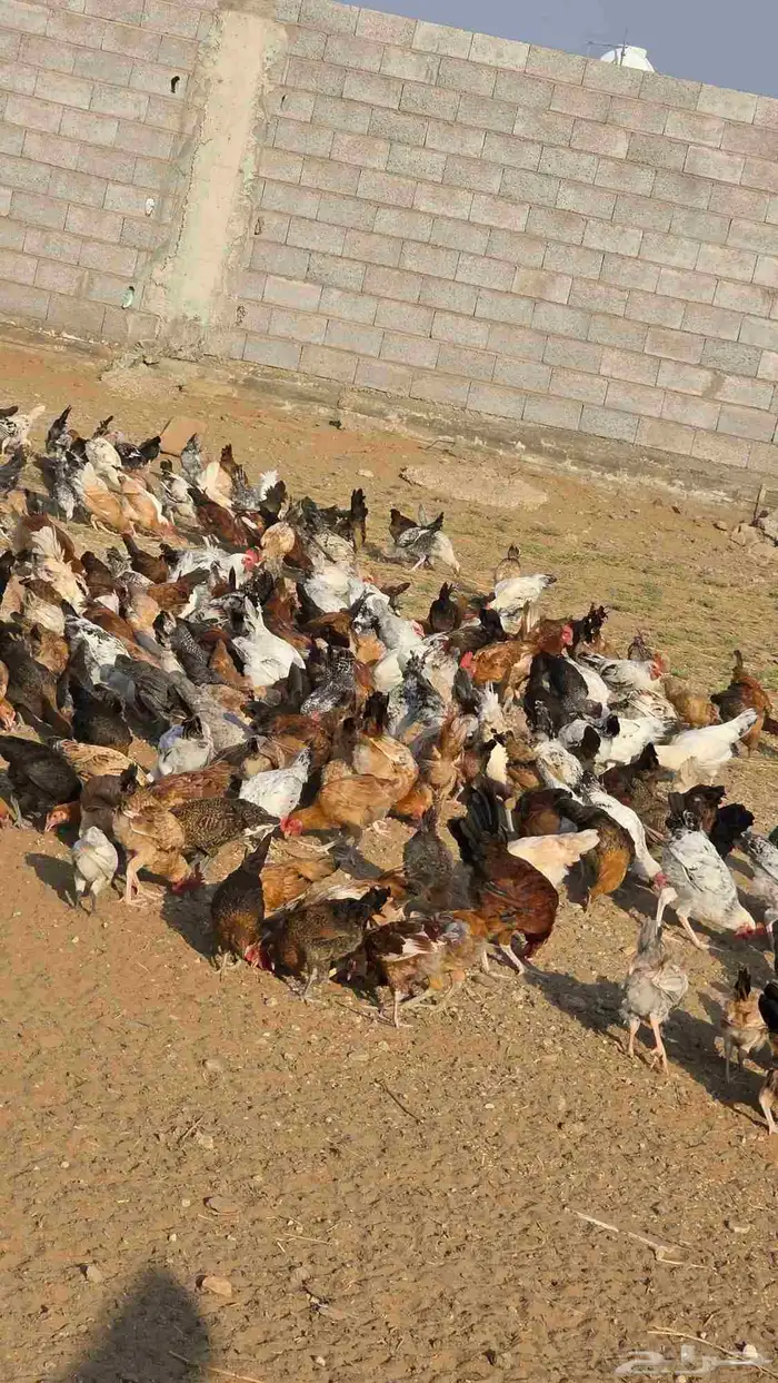 دجاج وديوك للبيع 0