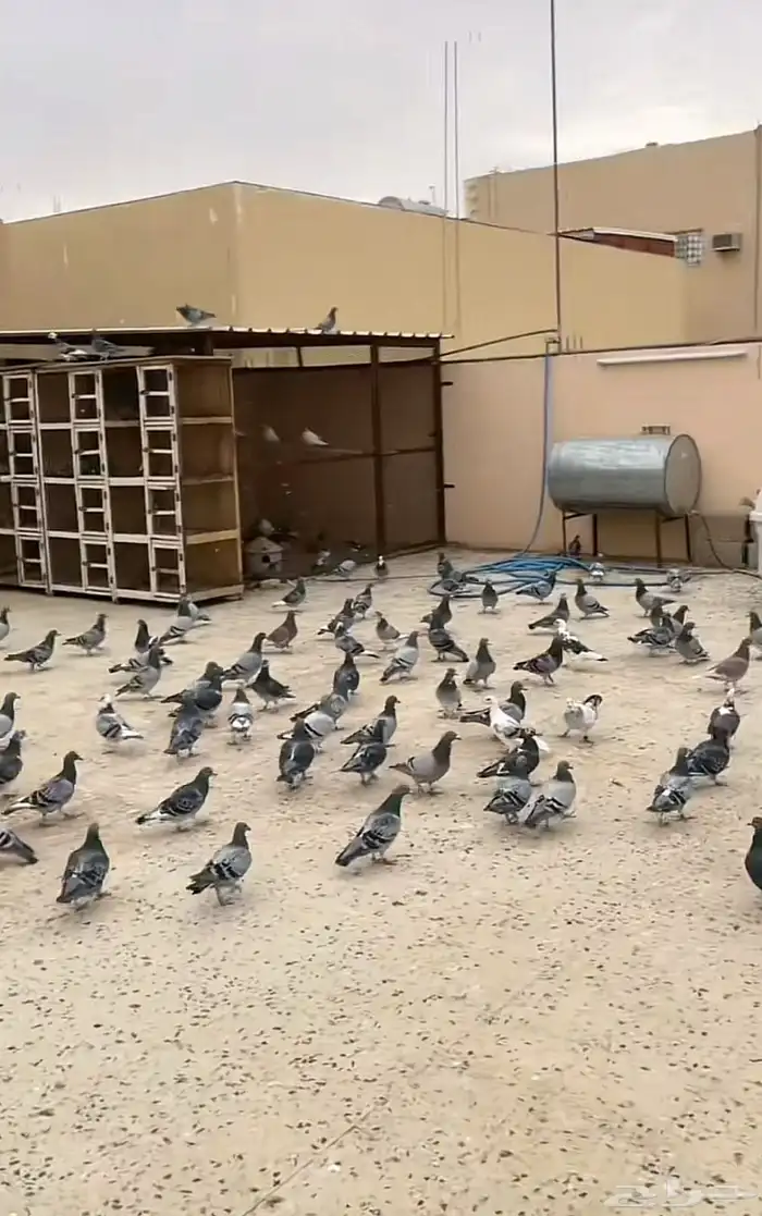 حمام زاجل صيد 0