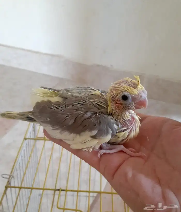 فرخ كروان غر ( تم البيع ) 2