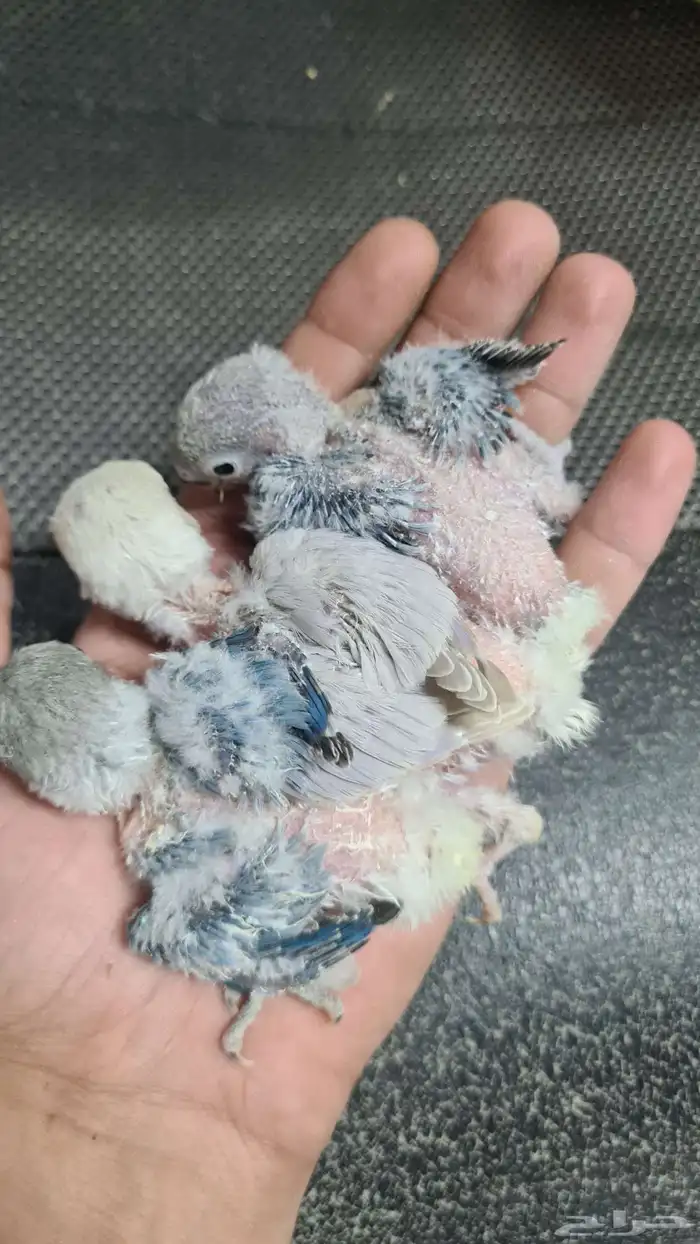 للبيع فروخ روز غر حجم طيب تصانيف جميلة 0