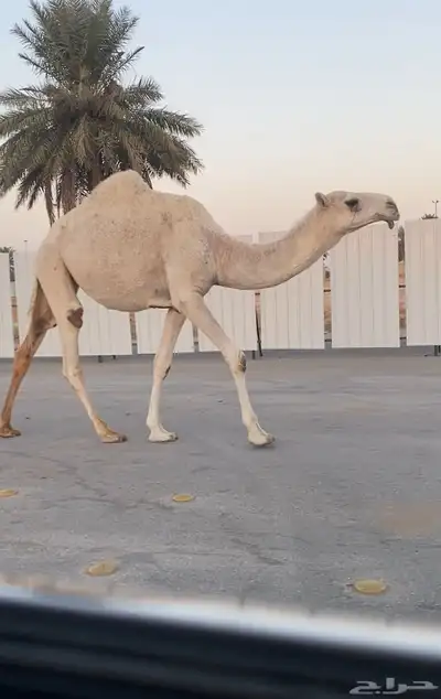 بكره رمانيه حقه index