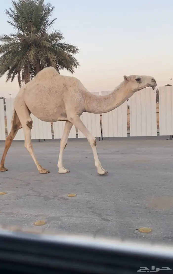 بكره رمانيه حقه 0