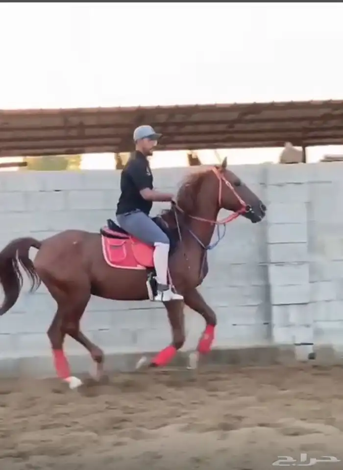 حصان إنجليزي ثيوربيد 4