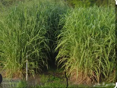 اعلاف مواشي للبيع اخضر و يابس الموقع احدرفيدة وسط البلد index