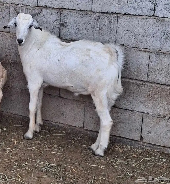 تيس بلدي مخصي جذع عمره 8شهور 2