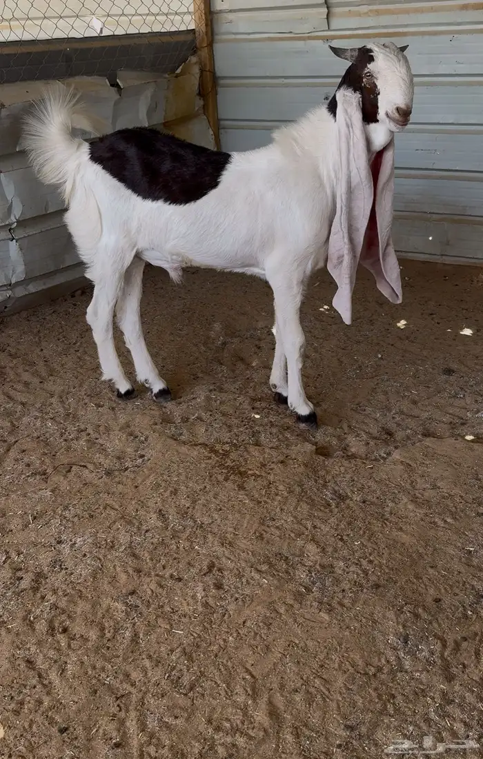 للبيع مشروع فحل 1