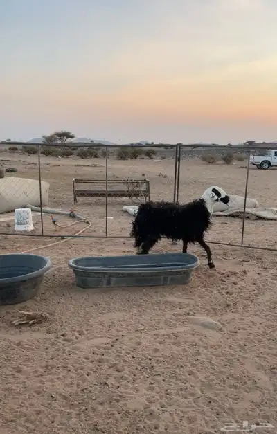 رخل جذعه index