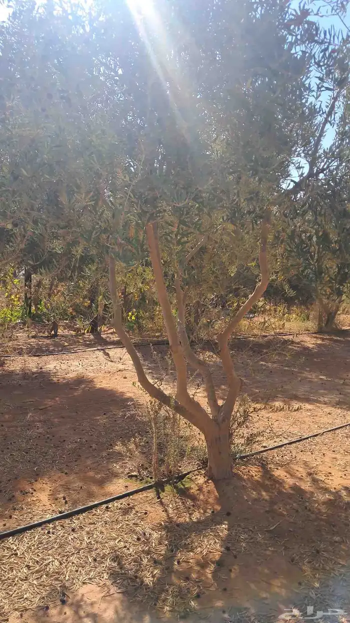 شجر زيتون نيبالي للبيع 1