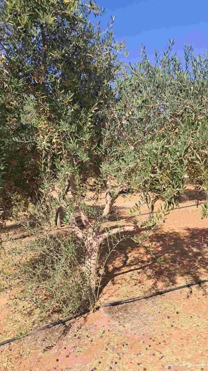شجر زيتون نيبالي للبيع 0