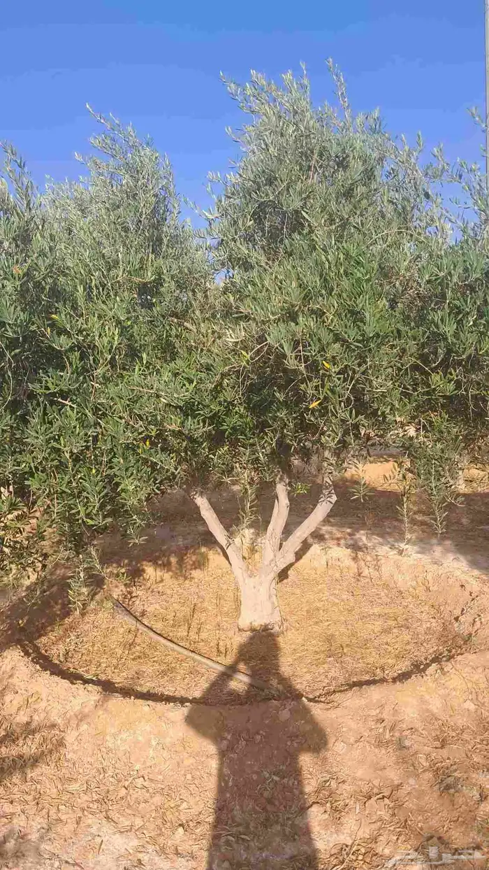 شجر زيتون نيبالي للبيع 5