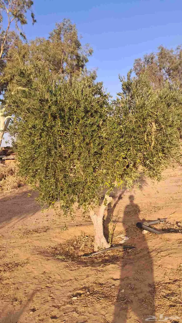 شجر زيتون نيبالي للبيع 9