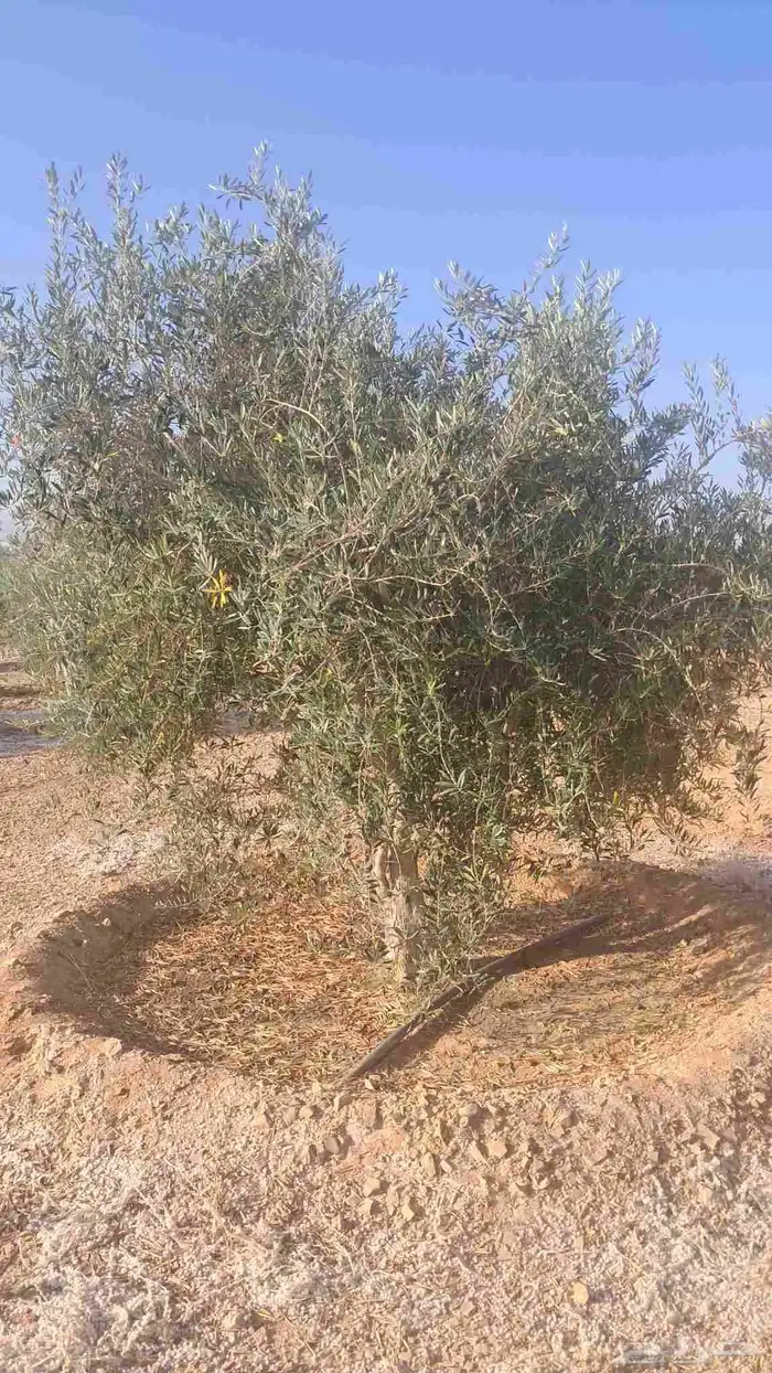 شجر زيتون نيبالي للبيع 8