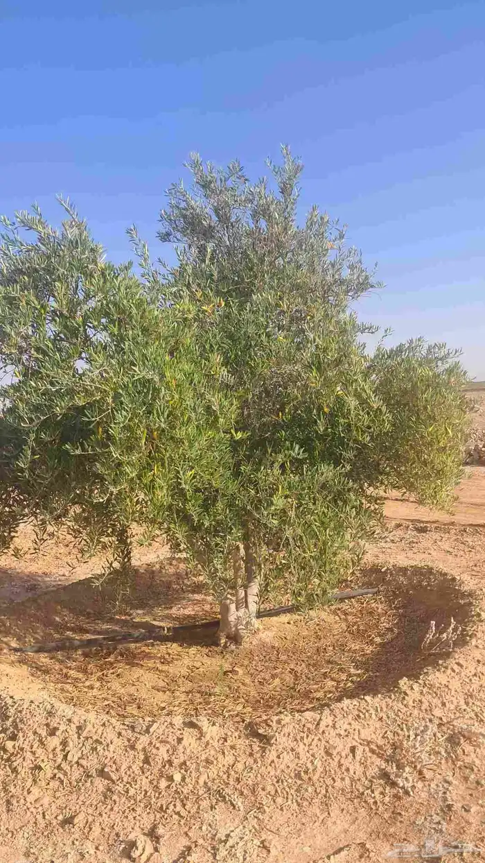 شجر زيتون نيبالي للبيع 2