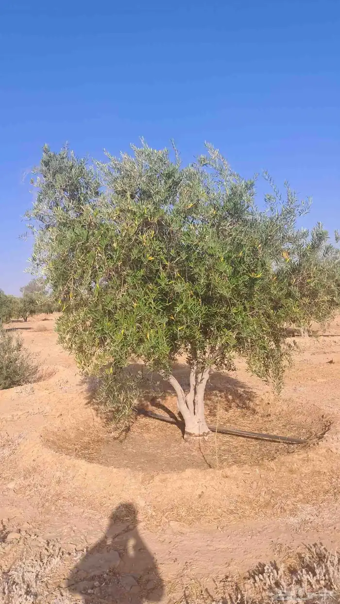 شجر زيتون نيبالي للبيع 3