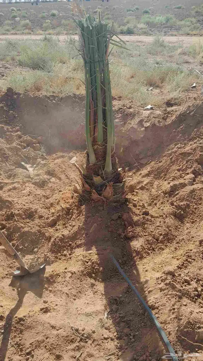 فسايل بجميع أنواعها المختلفه واحجامها 6